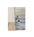 かわいいインコスタンプ1(可愛いー)（個別スタンプ：10）