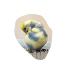 かわいいインコスタンプ1(可愛いー)（個別スタンプ：12）