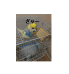 かわいいインコスタンプ1(可愛いー)（個別スタンプ：14）
