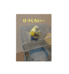 かわいいインコスタンプ1(可愛いー)（個別スタンプ：15）