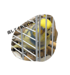 かわいいインコスタンプ1(可愛いー)（個別スタンプ：16）