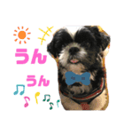 シーズー ムースとクッキーのスタンプ2（個別スタンプ：3）