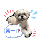シーズー ムースとクッキーのスタンプ2（個別スタンプ：6）