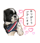 シーズー ムースとクッキーのスタンプ2（個別スタンプ：7）