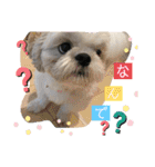 シーズー ムースとクッキーのスタンプ2（個別スタンプ：10）