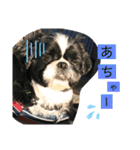 シーズー ムースとクッキーのスタンプ2（個別スタンプ：17）