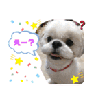 シーズー ムースとクッキーのスタンプ2（個別スタンプ：26）