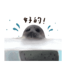 ワモンアザラシシェリーの日常（個別スタンプ：1）