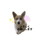 ヌッコとイッヌ（個別スタンプ：4）