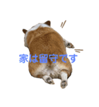 ヌッコとイッヌ（個別スタンプ：14）