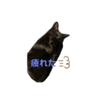 ヌッコとイッヌ（個別スタンプ：15）