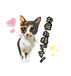 キジトラさん＋αの日常会話（個別スタンプ：1）