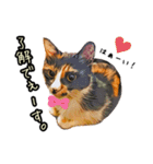 キジトラさん＋αの日常会話（個別スタンプ：3）