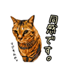 キジトラさん＋αの日常会話（個別スタンプ：4）