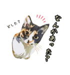 キジトラさん＋αの日常会話（個別スタンプ：5）