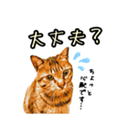 キジトラさん＋αの日常会話（個別スタンプ：6）