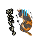 キジトラさん＋αの日常会話（個別スタンプ：11）
