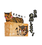 キジトラさん＋αの日常会話（個別スタンプ：12）