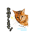 キジトラさん＋αの日常会話（個別スタンプ：16）