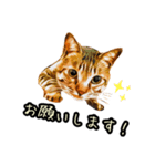 キジトラさん＋αの日常会話（個別スタンプ：20）