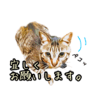 キジトラさん＋αの日常会話（個別スタンプ：21）