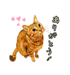 キジトラさん＋αの日常会話（個別スタンプ：23）