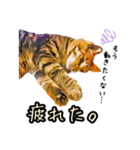 キジトラさん＋αの日常会話（個別スタンプ：25）