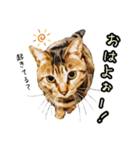 キジトラさん＋αの日常会話（個別スタンプ：29）