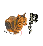 キジトラさん＋αの日常会話（個別スタンプ：32）