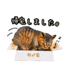 キジトラさん＋αの日常会話（個別スタンプ：34）