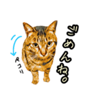 キジトラさん＋αの日常会話（個別スタンプ：37）