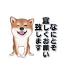 飛び出す柴犬（敬語編）（個別スタンプ：2）