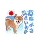 飛び出す柴犬（敬語編）（個別スタンプ：5）