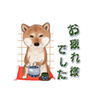 飛び出す柴犬（敬語編）（個別スタンプ：8）