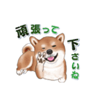 飛び出す柴犬（敬語編）（個別スタンプ：13）