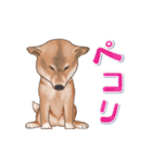 飛び出す柴犬（敬語編）（個別スタンプ：17）