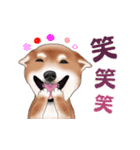 飛び出す柴犬（敬語編）（個別スタンプ：20）