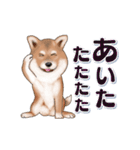 飛び出す柴犬（敬語編）（個別スタンプ：23）