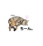 愉快なにゃんこたち②（個別スタンプ：2）