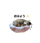愉快なにゃんこたち②（個別スタンプ：4）