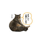 愉快なにゃんこたち②（個別スタンプ：10）