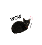愉快なにゃんこたち②（個別スタンプ：11）