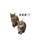 愉快なにゃんこたち②（個別スタンプ：14）