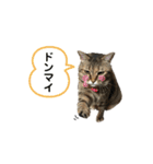愉快なにゃんこたち②（個別スタンプ：16）
