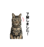 愉快なにゃんこたち②（個別スタンプ：31）