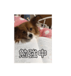 家の中で使用するチャッピーとアリス（個別スタンプ：14）