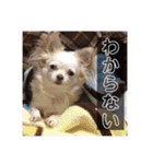 家の中で使用するチャッピーとアリス（個別スタンプ：15）