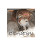 家の中で使用するチャッピーとアリス（個別スタンプ：20）