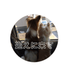 家の中で使用するチャッピーとアリス（個別スタンプ：22）