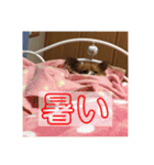 家の中で使用するチャッピーとアリス（個別スタンプ：23）